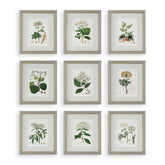 Antique Botanicals Framed Prints Set/9