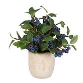 Blueberry Fields Accent