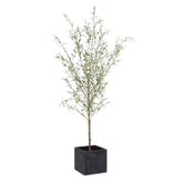 Abundance Potted Olive Tree
