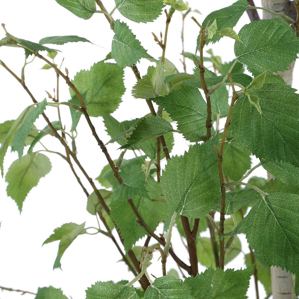 Boreal Potted Birch Tree