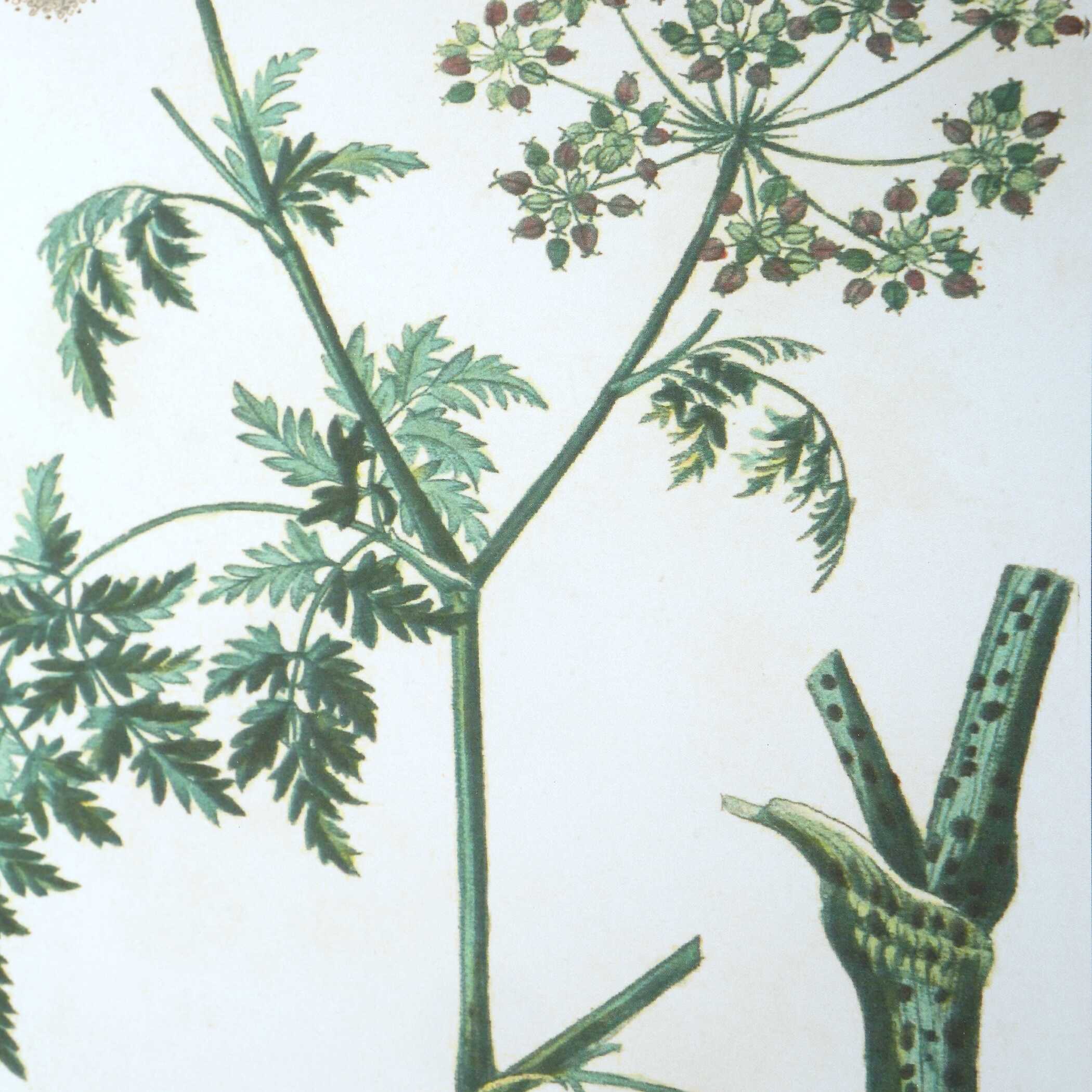 Antique Botanicals Framed Prints Set/9