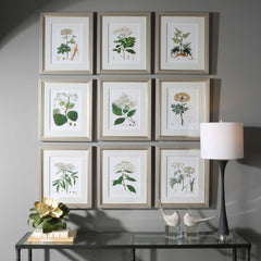 Antique Botanicals Framed Prints Set/9
