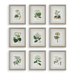 Antique Botanicals Framed Prints Set/9