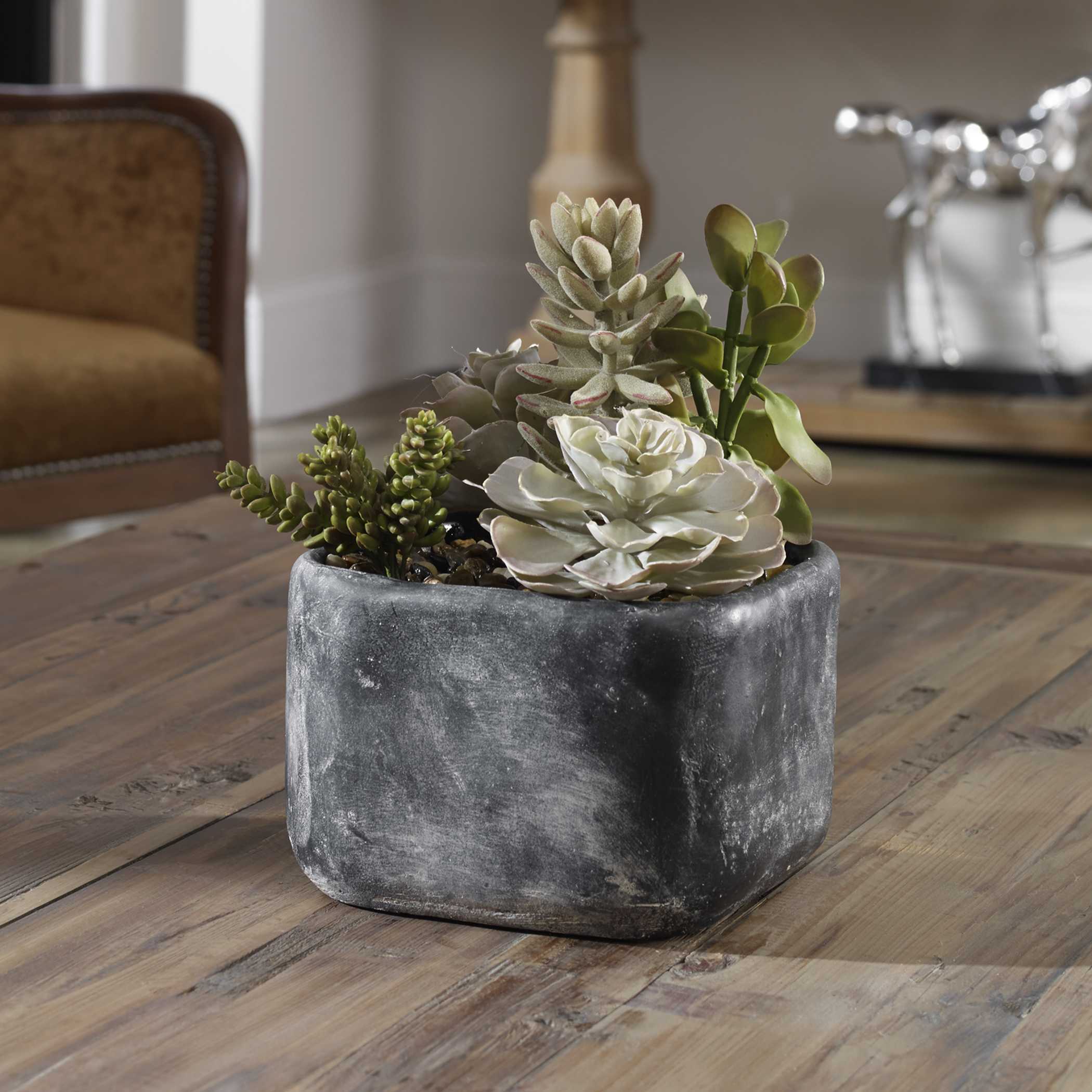 Alverio Desert Garden Succulents