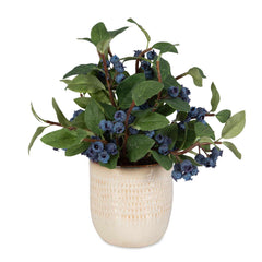 Blueberry Fields Accent